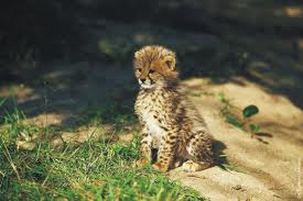 gepard2