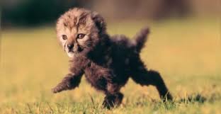 gepard