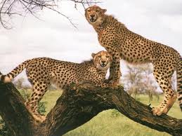 gepard6