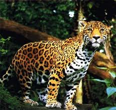 jaguár