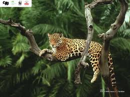 jaguár3