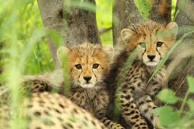 gepard5