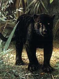 jaguár7