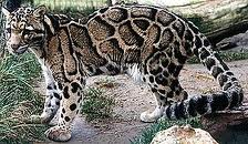 levhart
