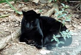 jaguár2