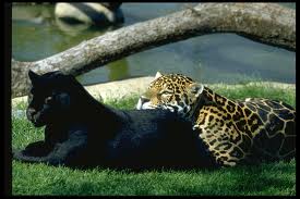 jaguár4