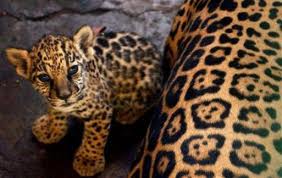 jaguár6