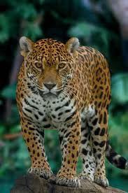 jaguár8